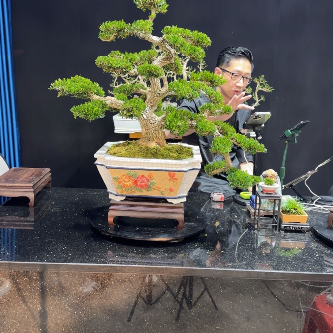 黄杨室内室外盆景艺术