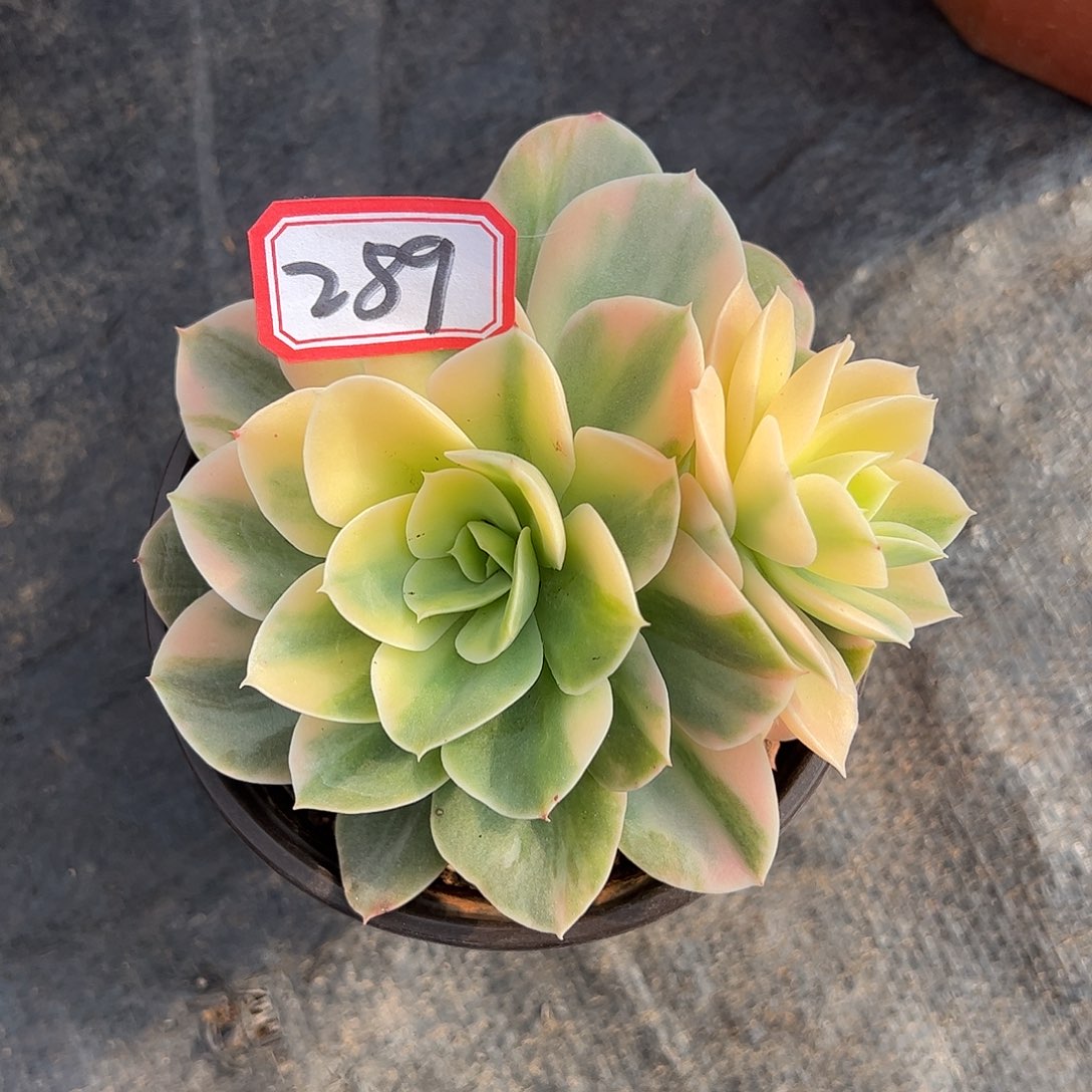 289号星娜塔锦一物一拍