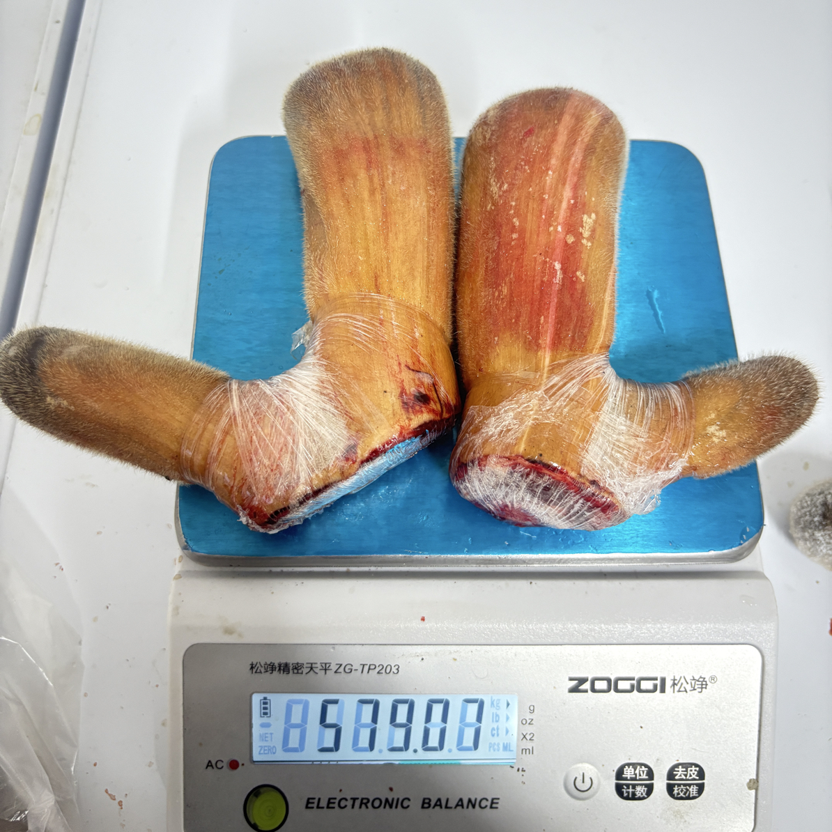 新鲜林下散养梅花鹿二杠茸