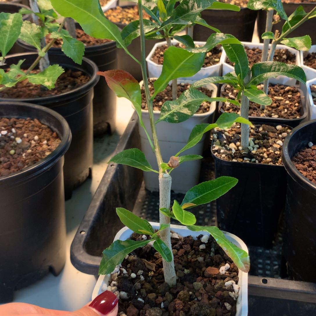 脆皮没药橄榄带盆