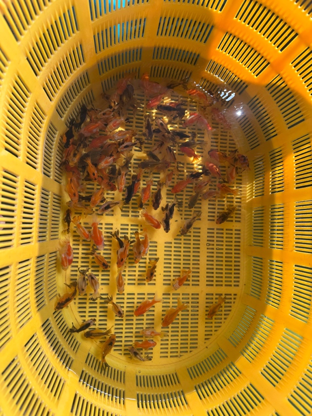 玛丽泰师短尾泰师3-4cm（随机发货）