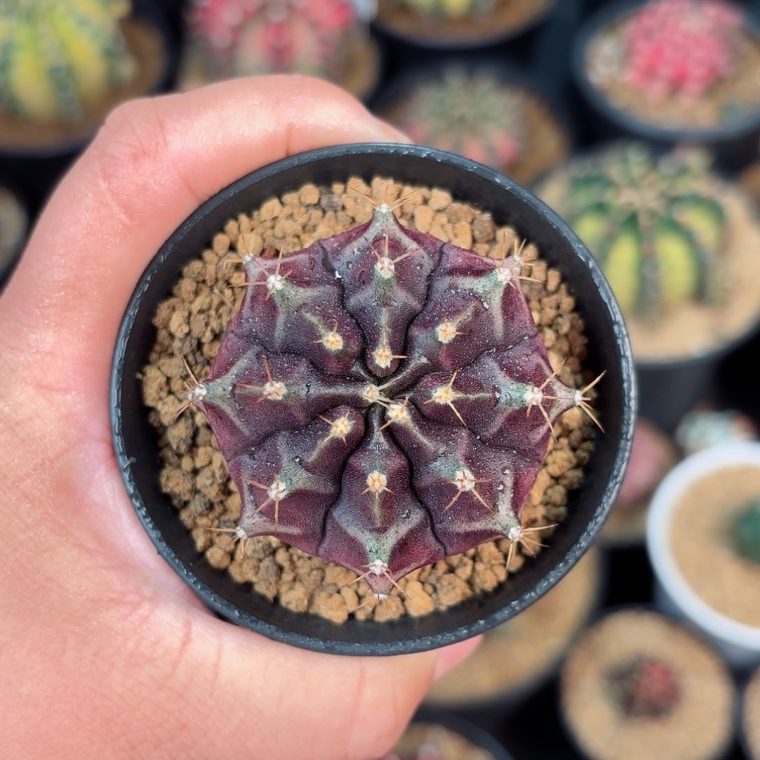 泰系米哈开播福利实生3号