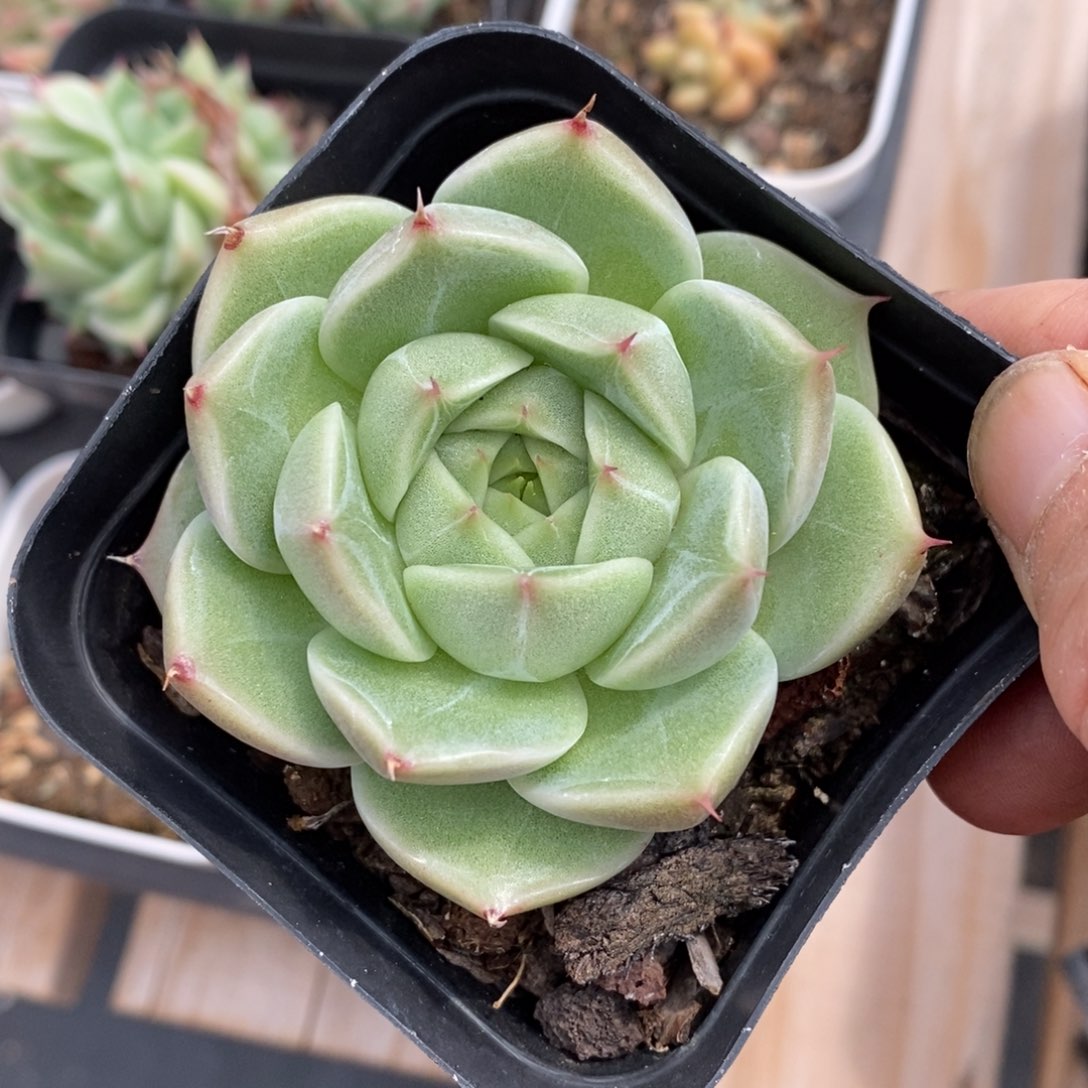 精品多肉一物一拍不包整153