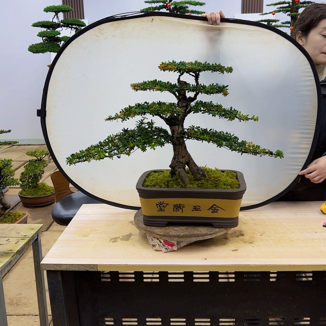 盆景直播间一物一拍