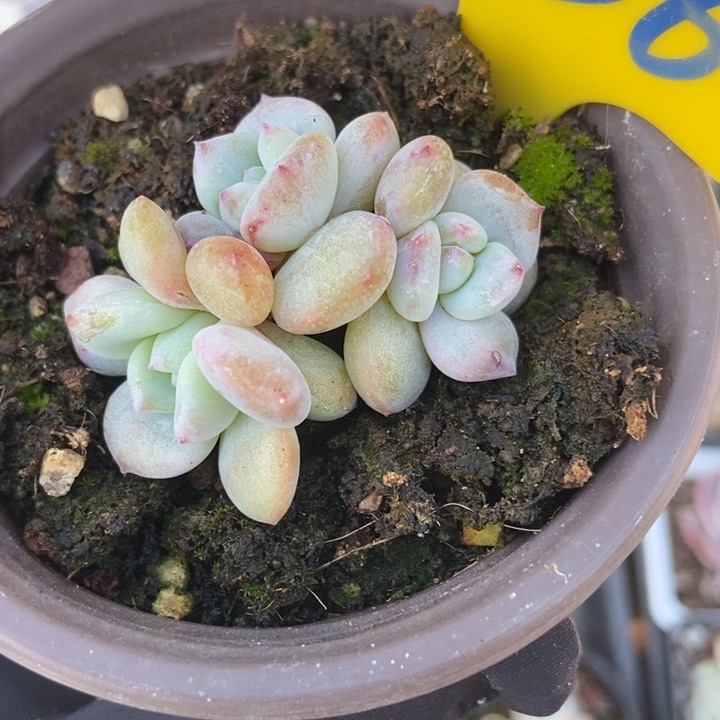 636石化星影多肉植物保护