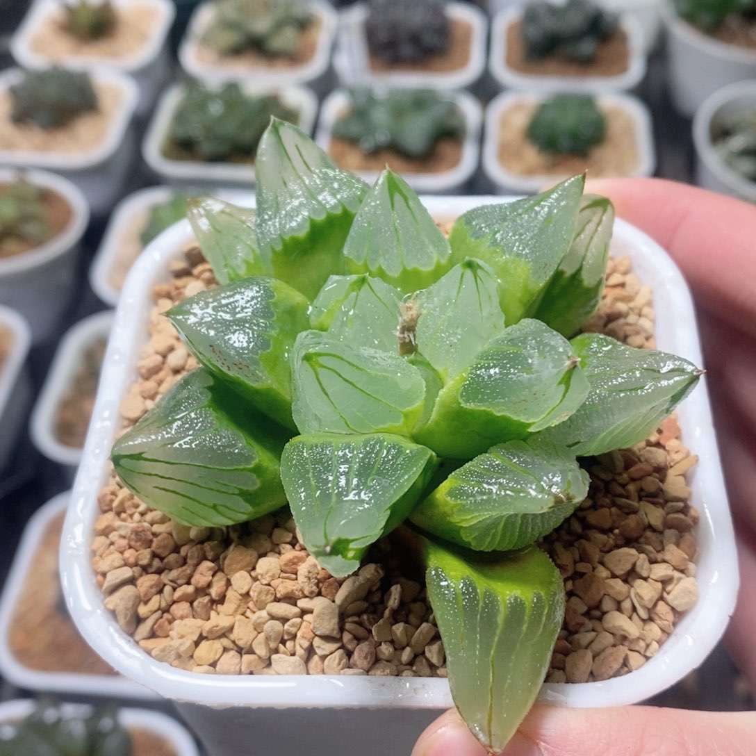 冰城寿玉露多肉植物