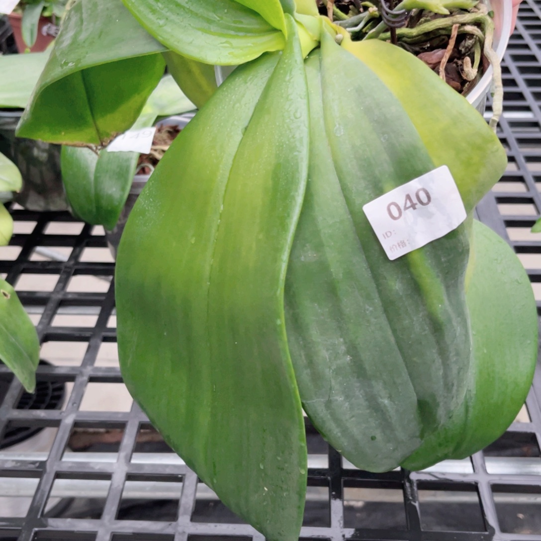 完全开放040弥陀19