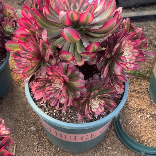 848红铜白多肉植物花花