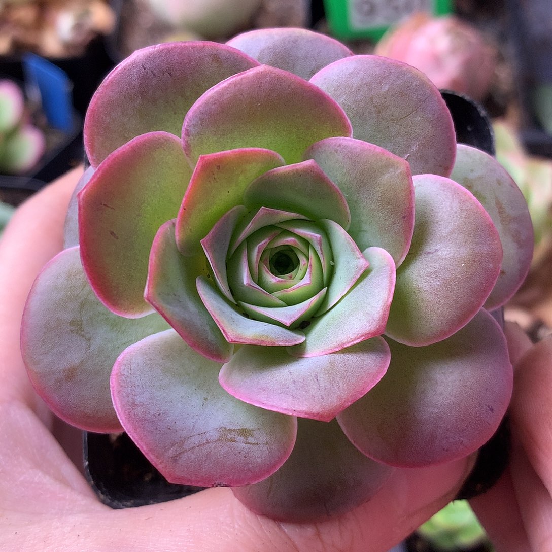 一物一拍天使之翼085