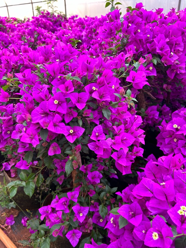 云南紫三角梅安格斯品种老桩，护心土球发货，一物一拍