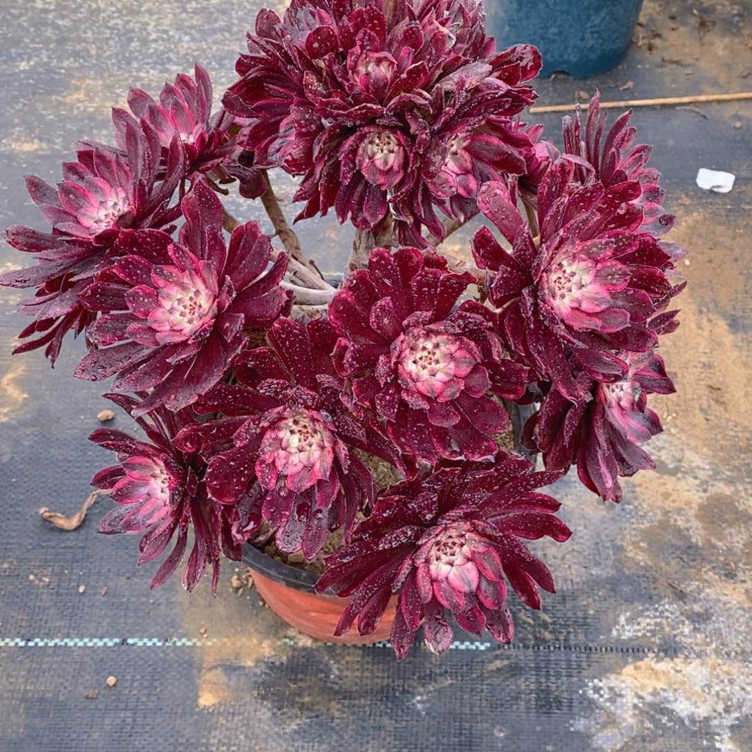 631紫霞仙子多肉法师