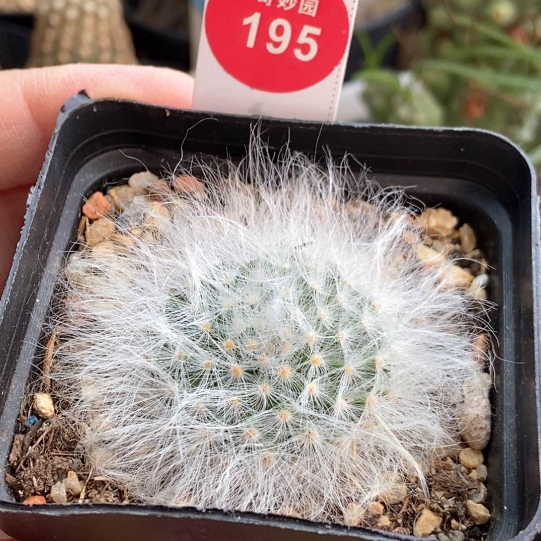 实生淡雪丸3.7cm一棵仙人球