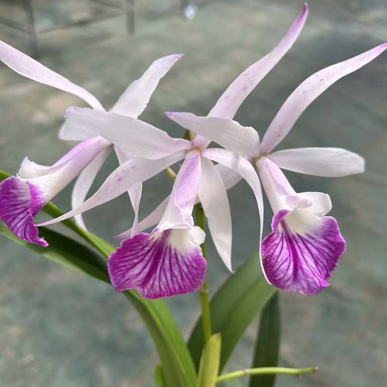 凯瑟琳卡特兰盆栽（5度以下拍保温）大花好养多年生带香味净化空气