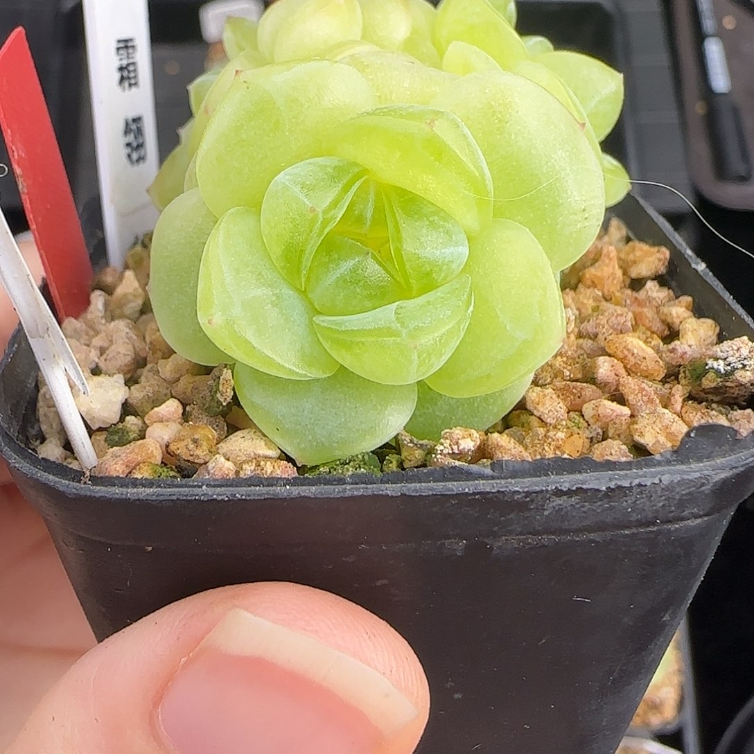 1224-067霜翎母本