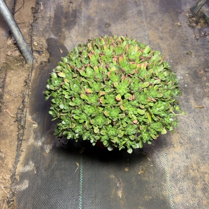 13小狐狸多肉多肉多肉