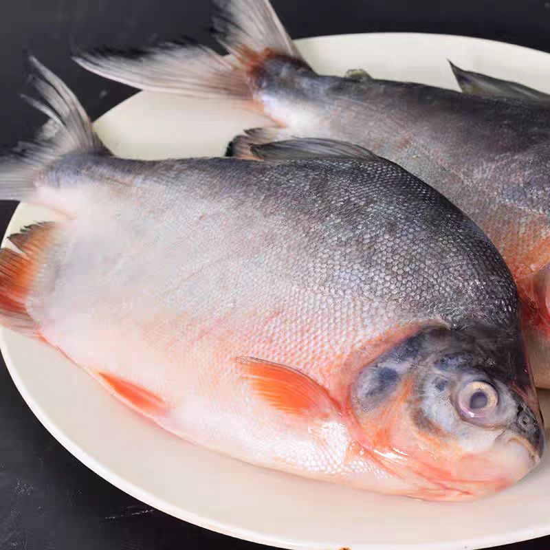 鲜活速冻大鲳鱼 450-550g/条 肉厚刺少金鲳银鲳不如红鲳香