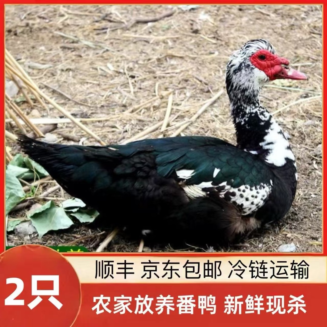  【小戴家】山林放养番鸭 现宰现杀 顺丰/京东包邮 2只净重8斤