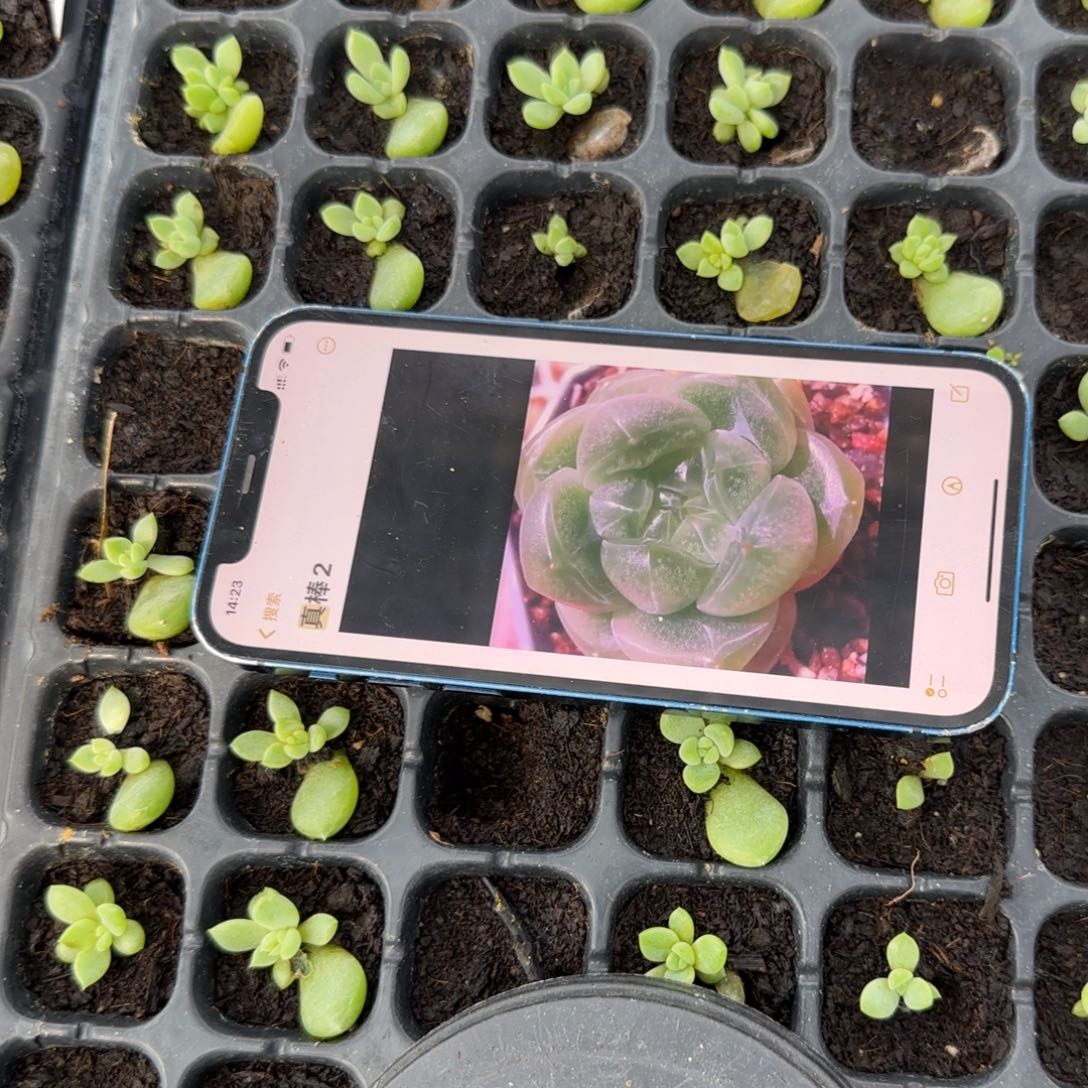 真棒2财富中苗穴一个满25包邮