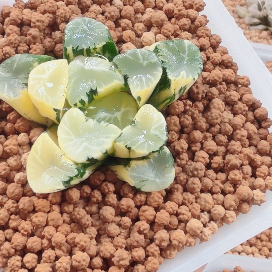 无花朵十二卷霸王母本万象锦