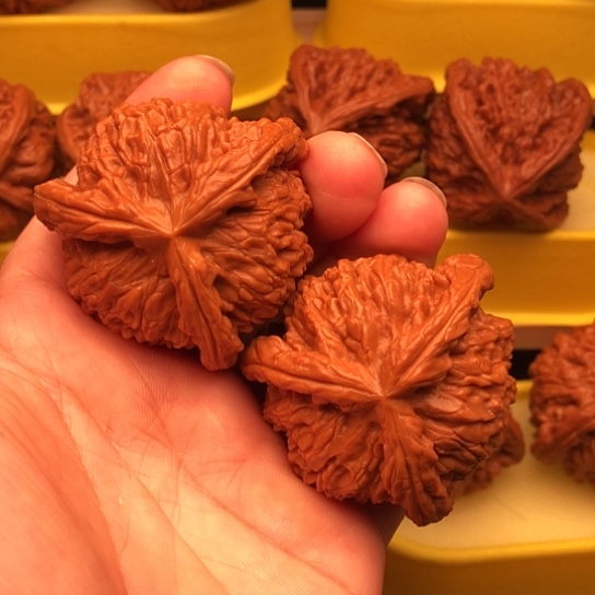 M***y核桃核桃和他的核桃