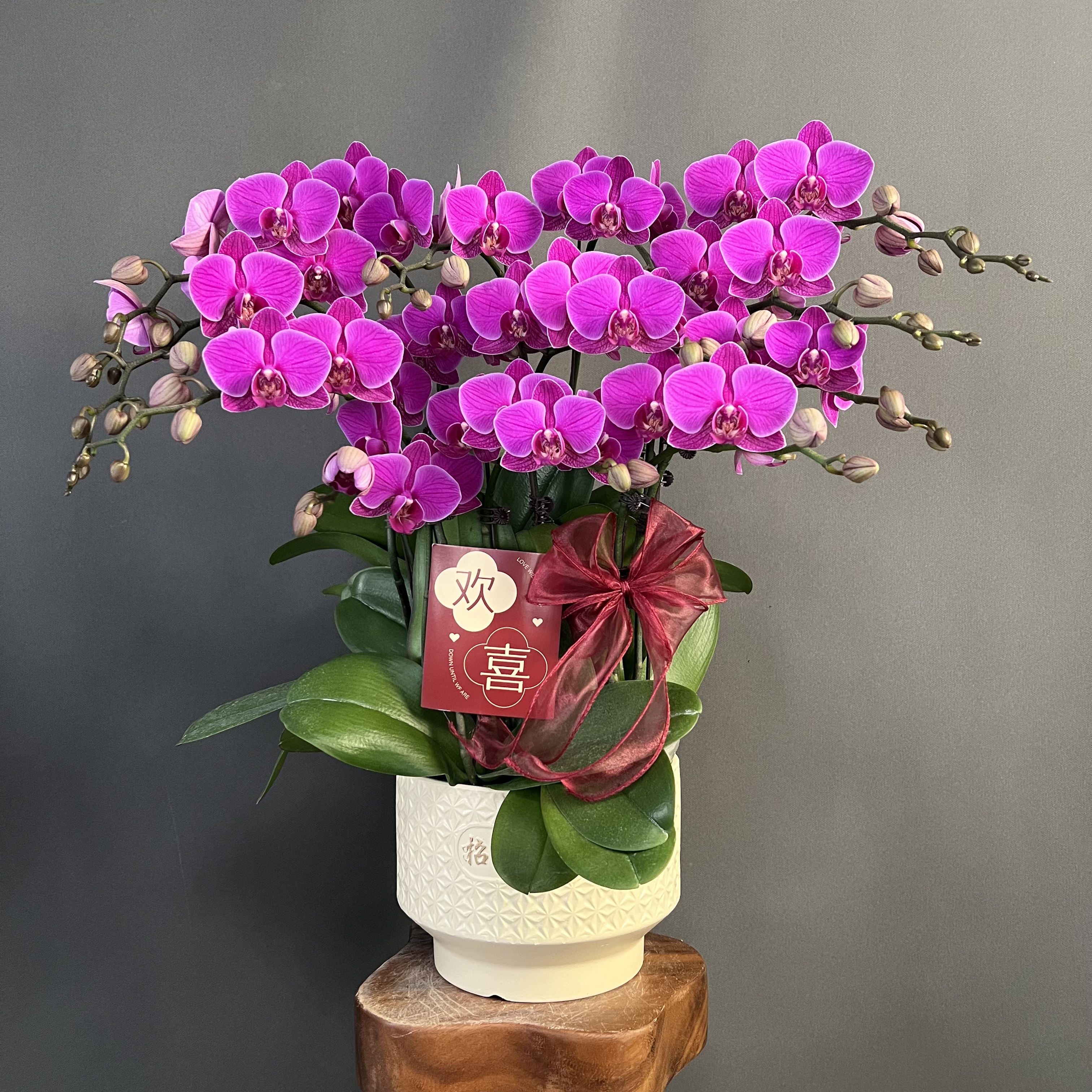 【福星】红色系中大花型 送人送礼新居乔迁 蝴蝶兰盆栽有花有花苞