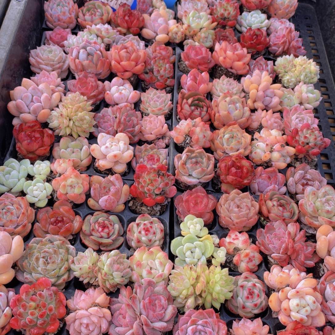 量拍71号 精品小可爱多肉组合20个