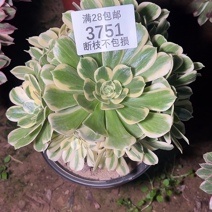 3751迈巴赫多肉植物