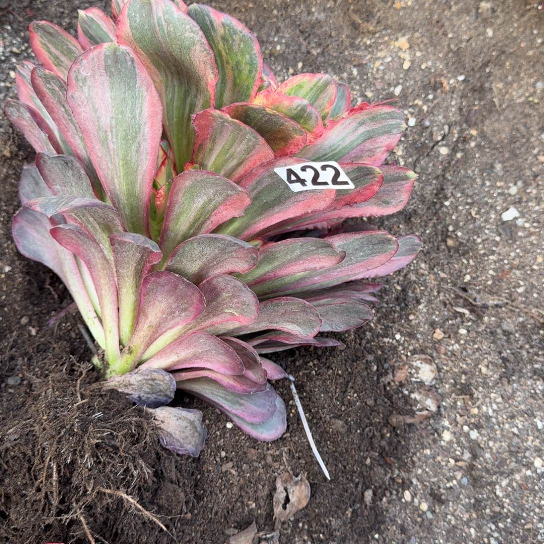 *****422多肉植物玫瑰锦头歪