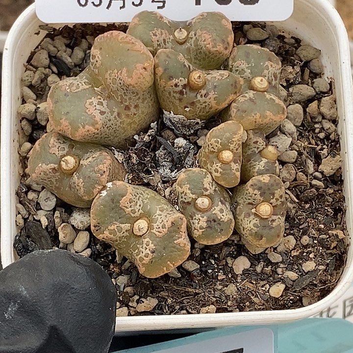 跳***苗桃喜花园0305-108勋章