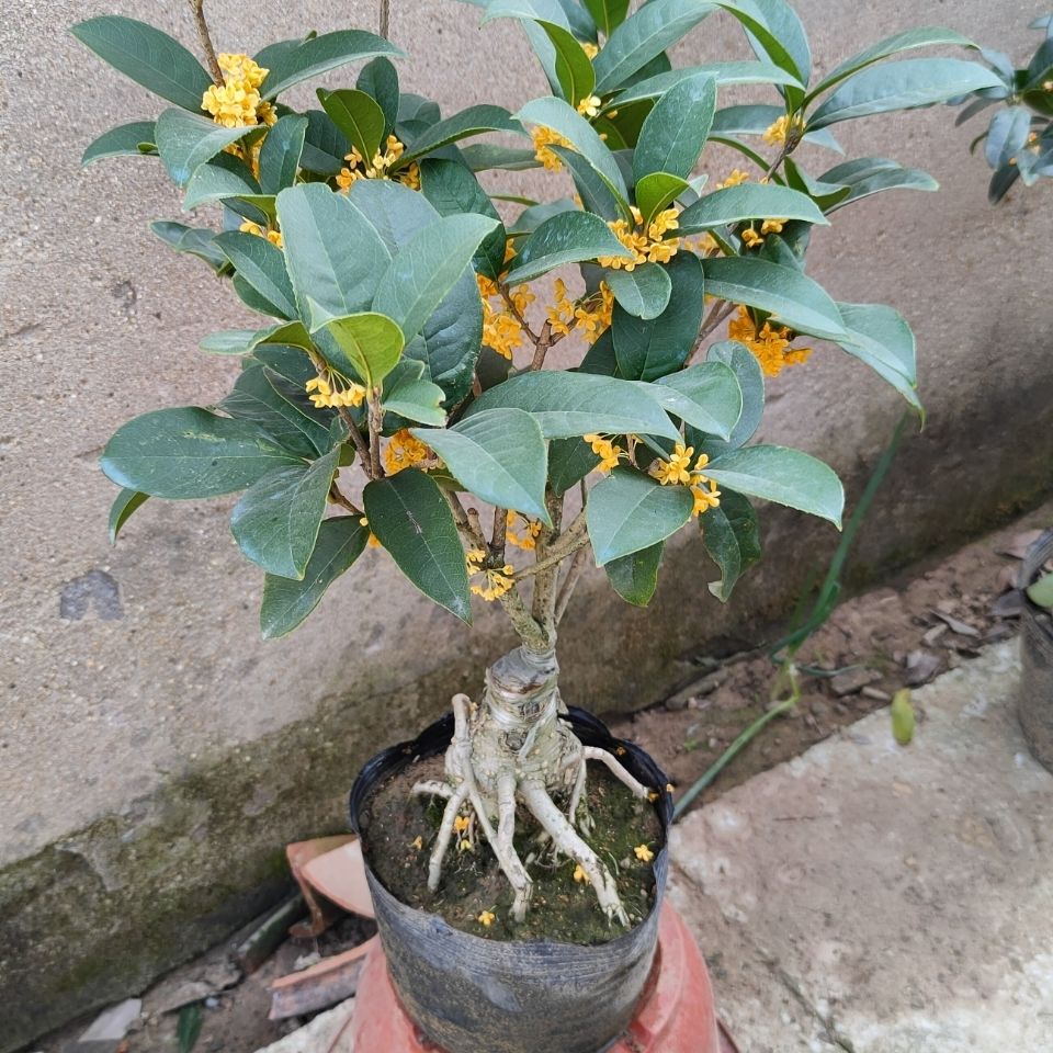 四季桂黄色小型天香台阁花期260天左右招牌土球发货绿植盆栽桂花