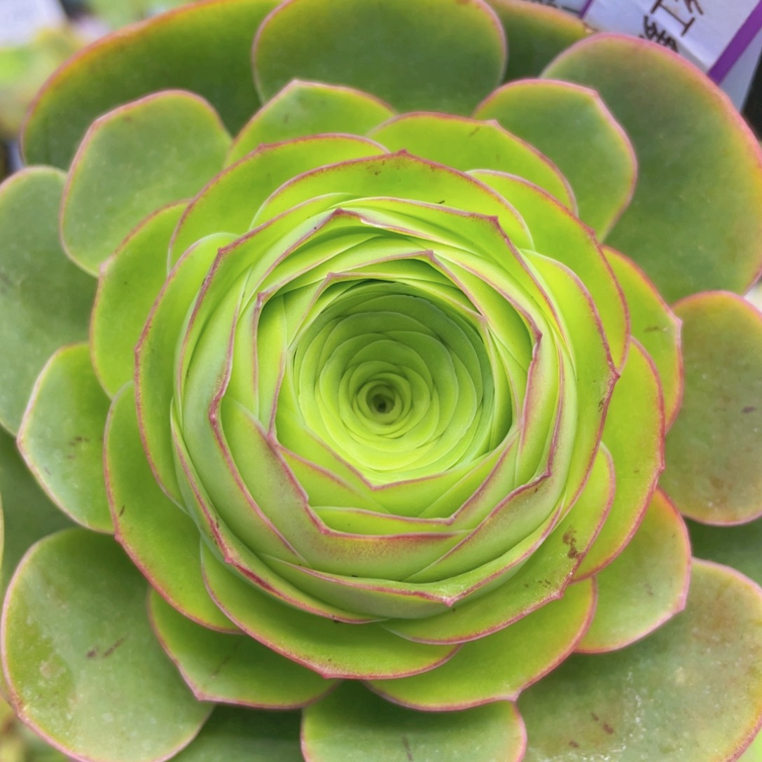 粉红舞鞋多肉新年福利479