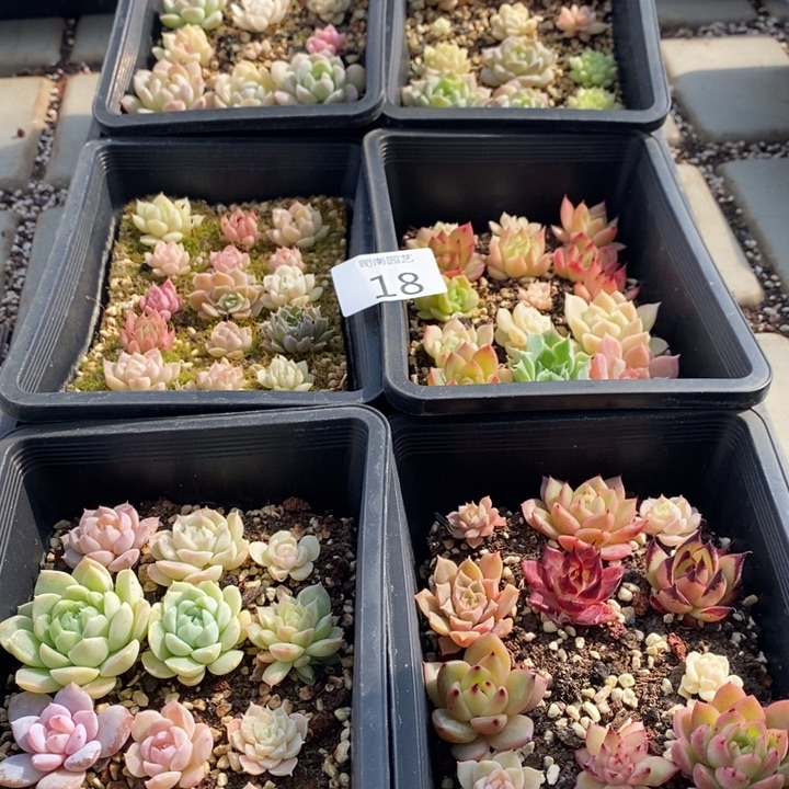 18 多肉植物盆栽植物