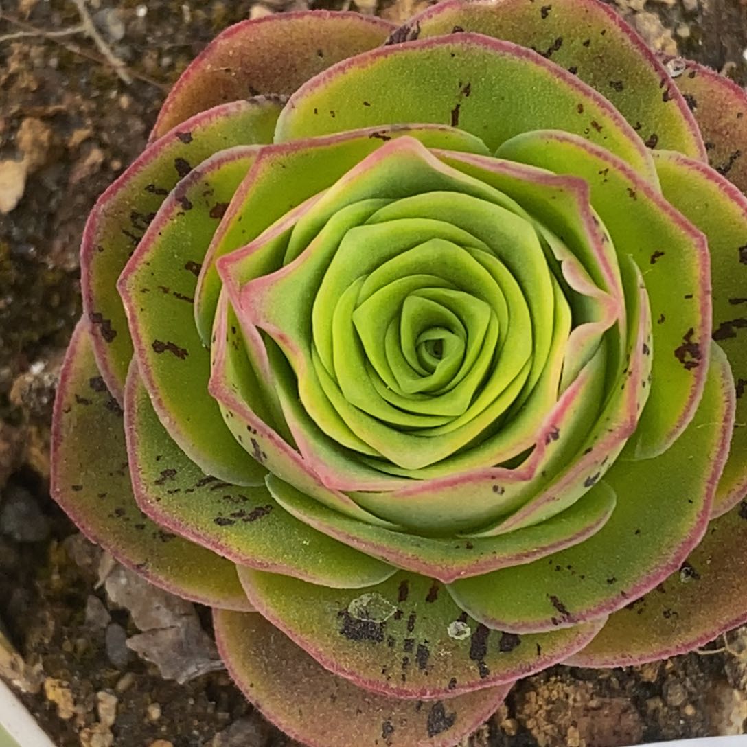 花生 绝色x黄金模特x若初x各种 810