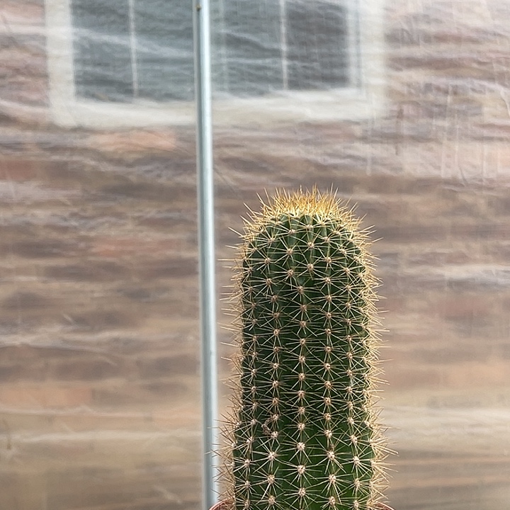 毛花柱毛花柱毛花柱