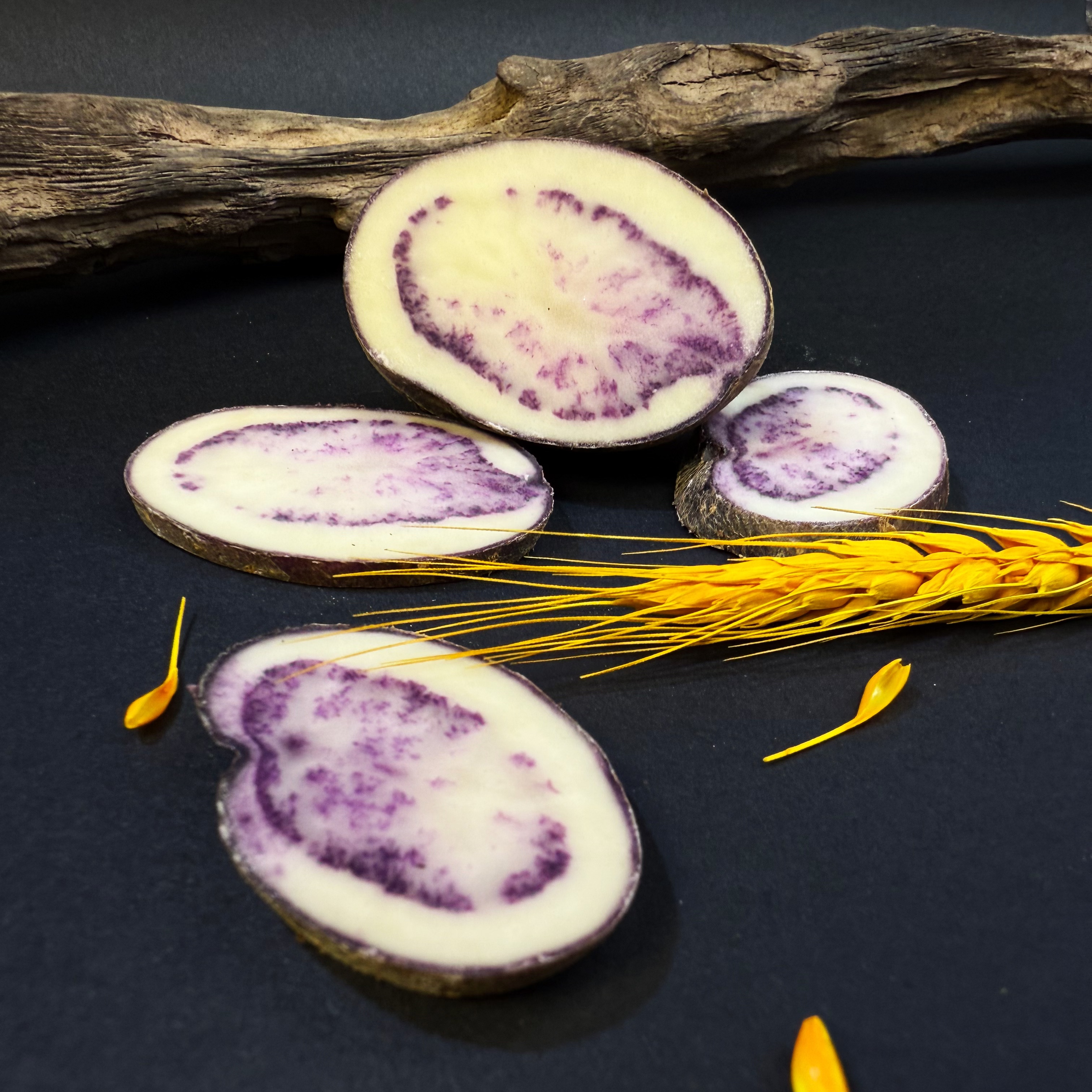  大凉山七彩乌洋芋紫色小土豆5.9斤包邮