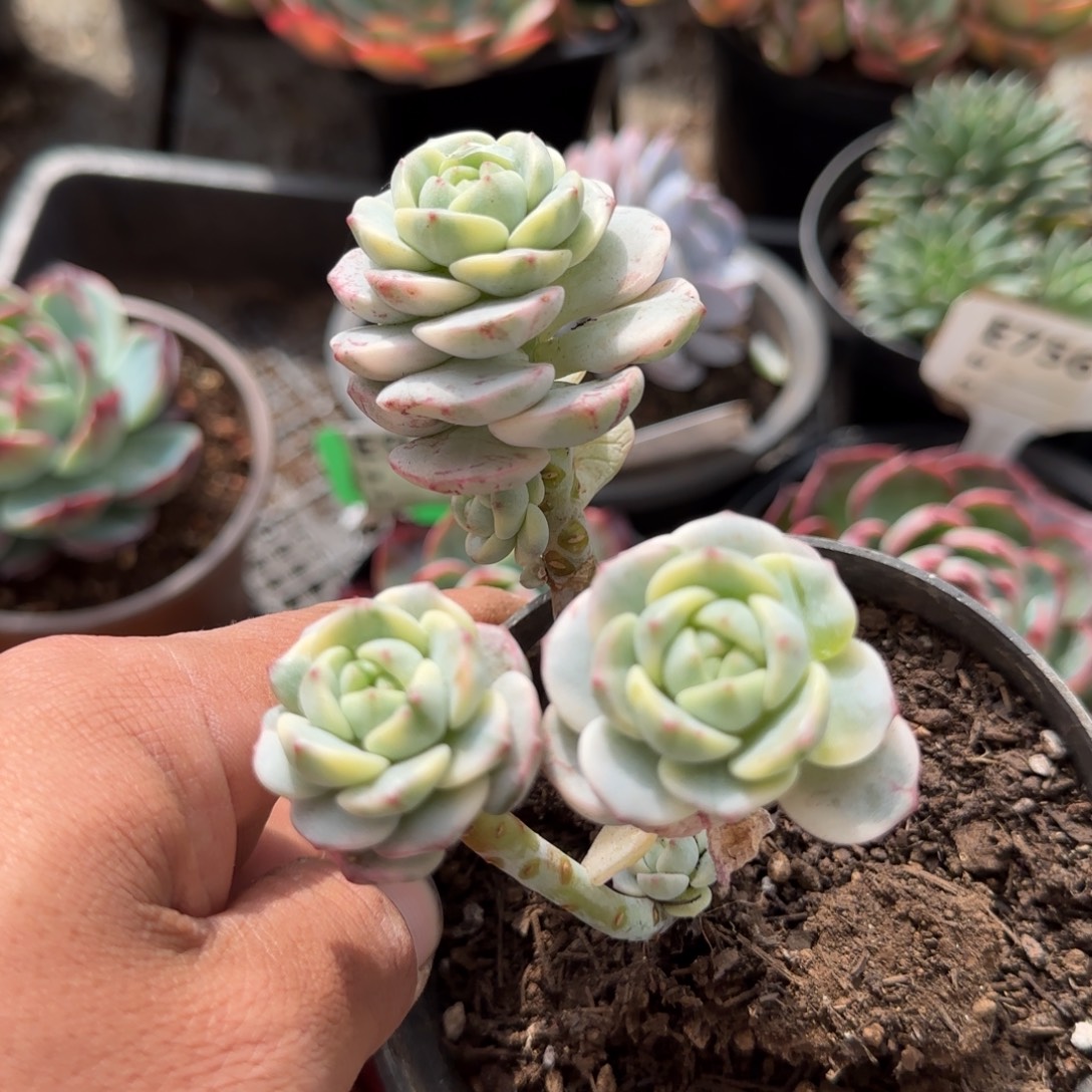 香草锦一物一拍包装收缩花旱