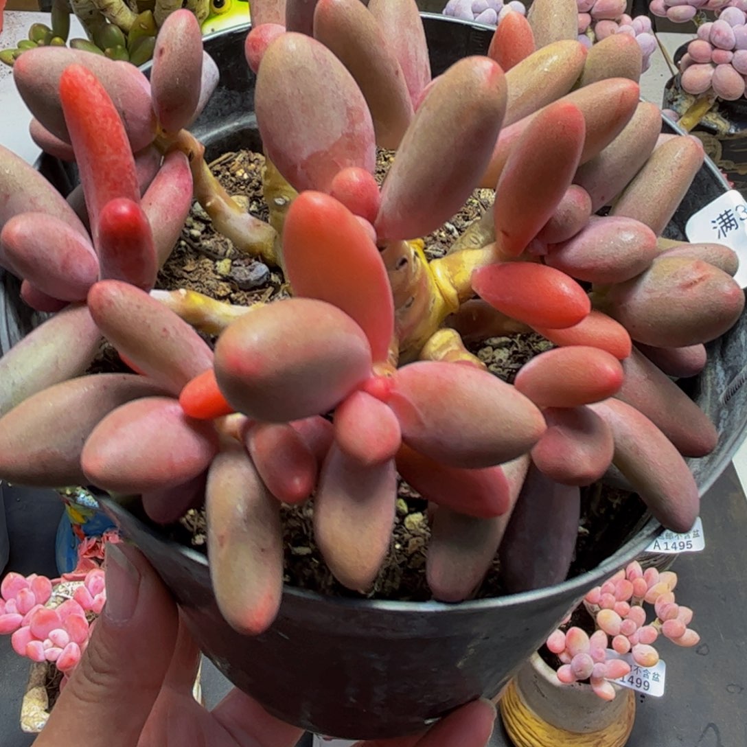 956/10cm糖果美人多肉