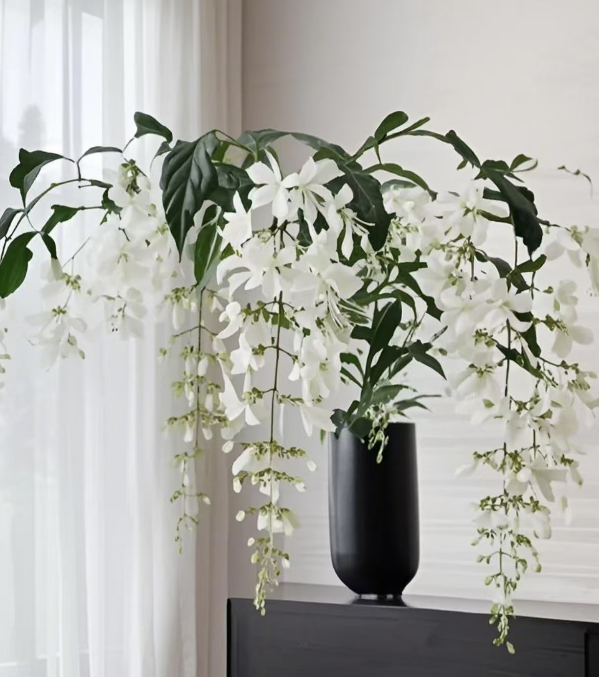 【新疆包邮】垂丝茉莉盆栽四季开花带花发货