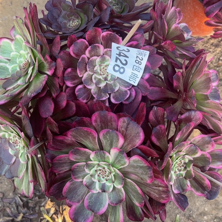 3428水墨画多肉植物