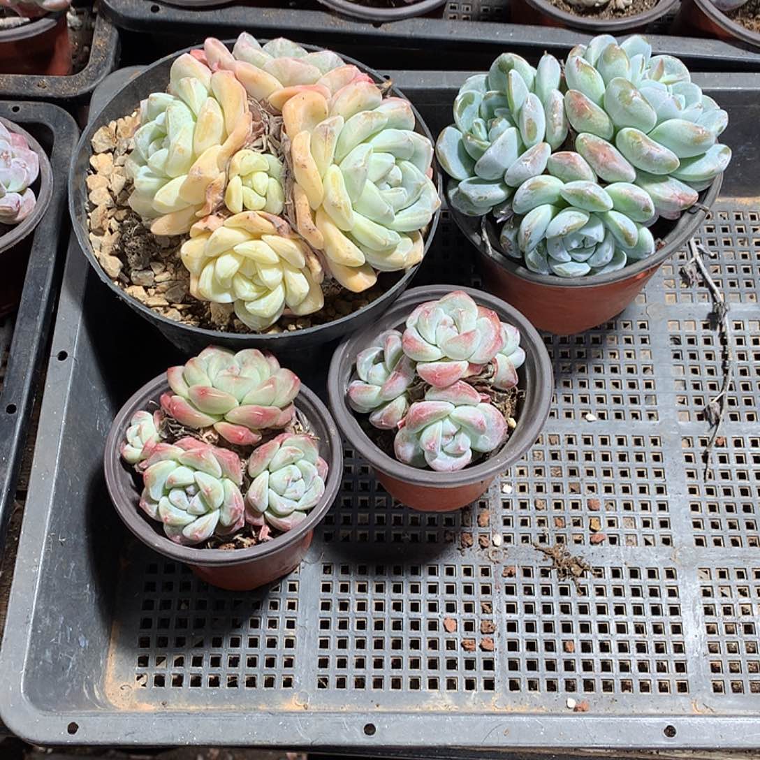 感恩遇见哈哈哈哈哈多肉