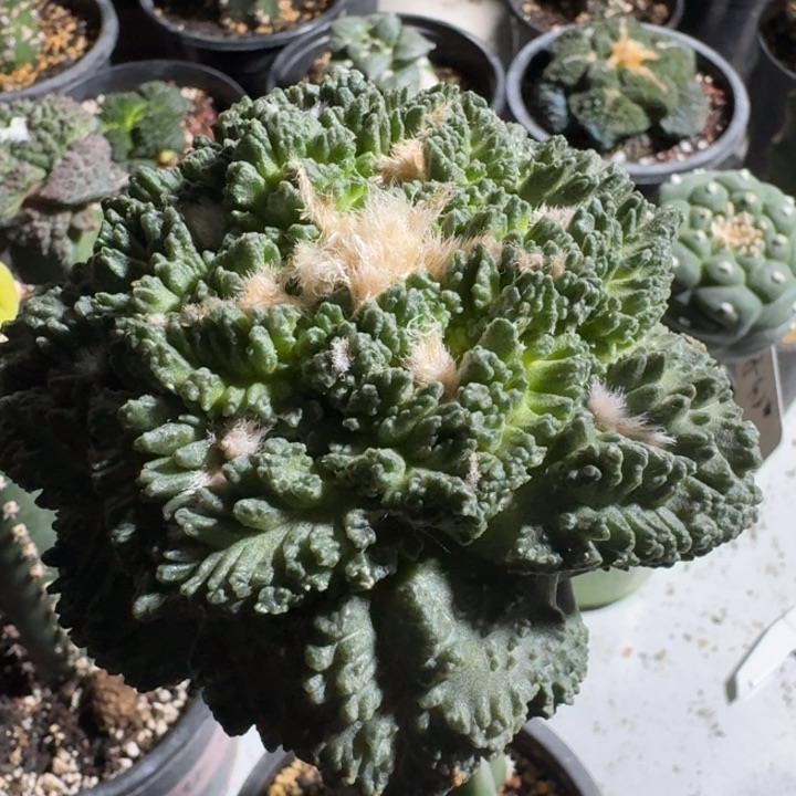 志贺龟甲10公分仙人球