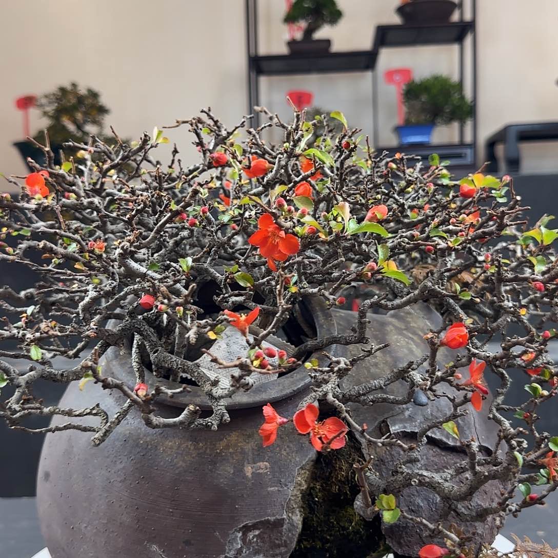 半***椒无花朵长寿梅，红花一号
