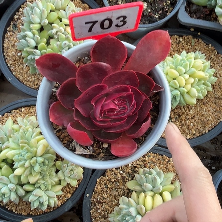 多肉植物彼岸花703