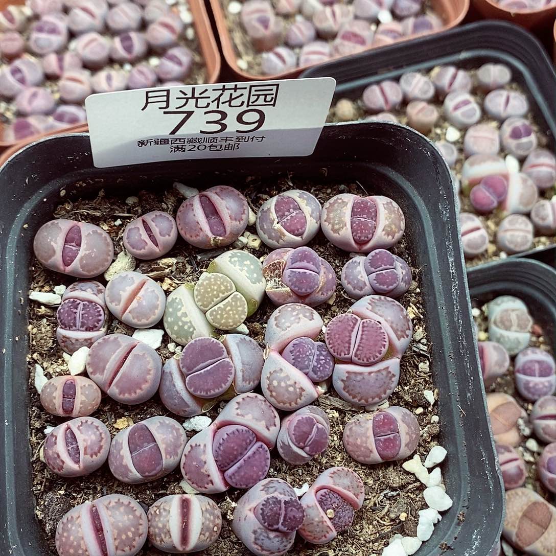 我会把他给她最珍贵739