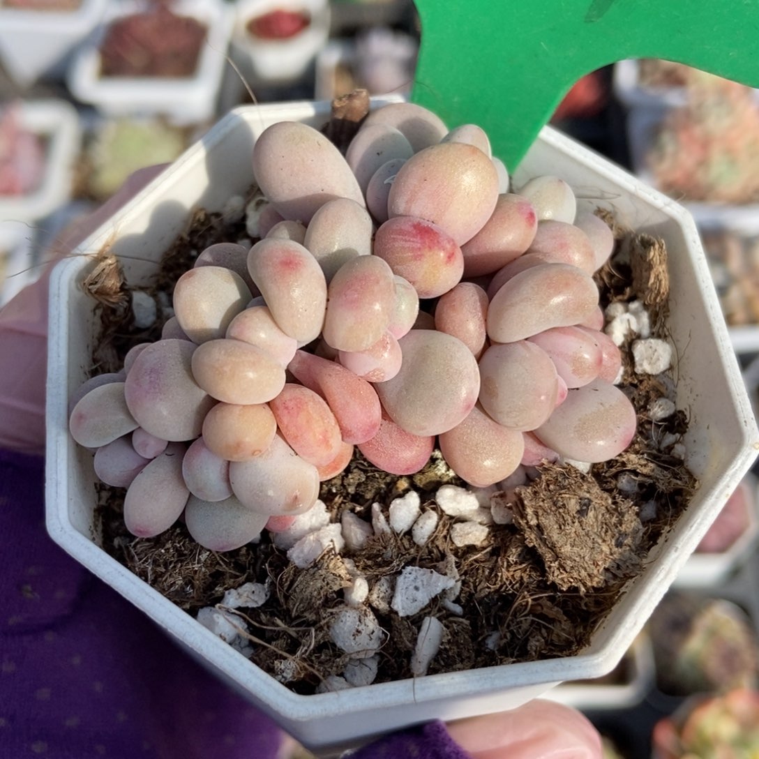 961桃蛋多肉植物保护