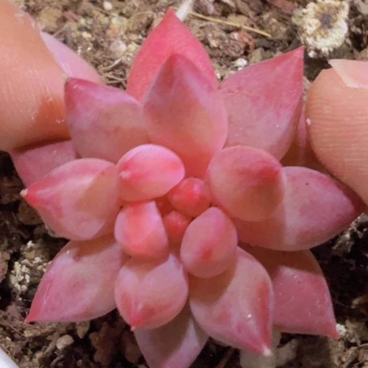 韩版单头虞姬美人一颗八角盆