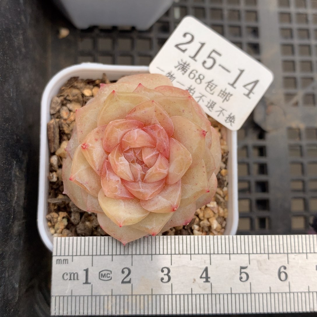 14。婚纱。糖心多肉。