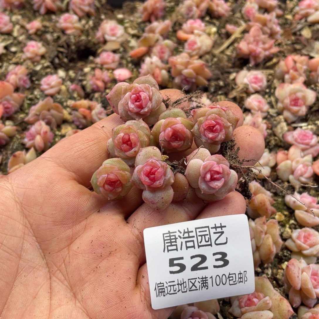 风花雪月一物一拍523…