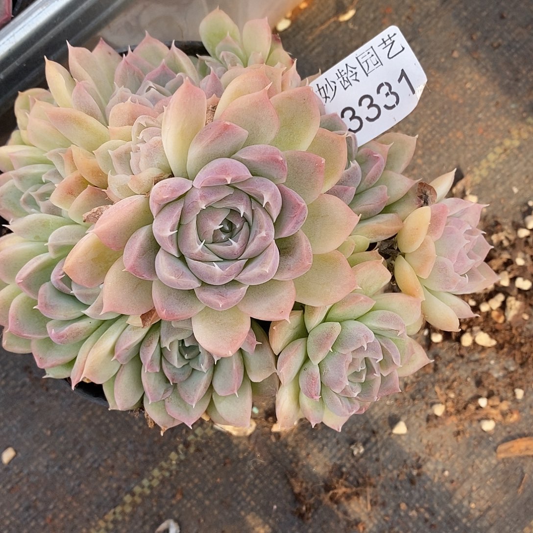 8***03331散群掉头不售后～12厘米