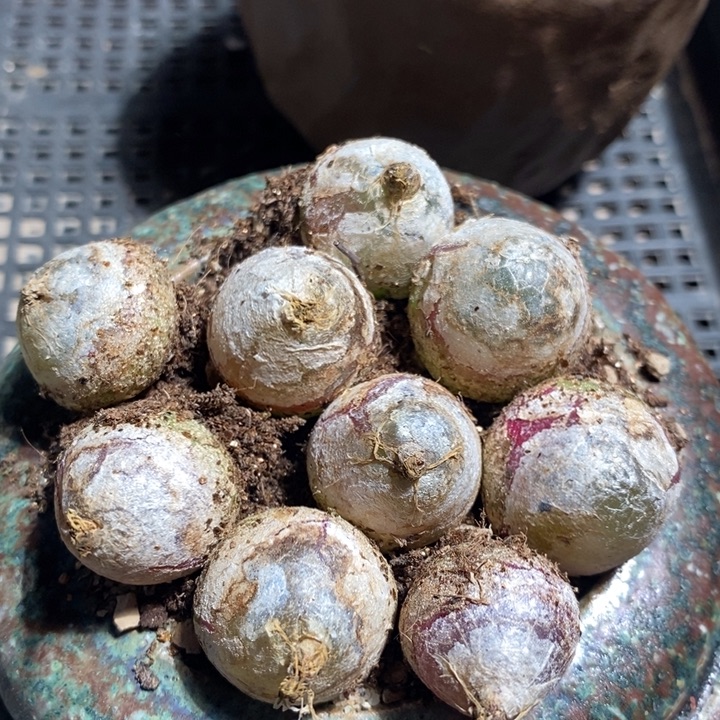 灯泡母本一颗 2厘米